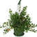 Plante Poisson Rouge – Jardineries Botanix