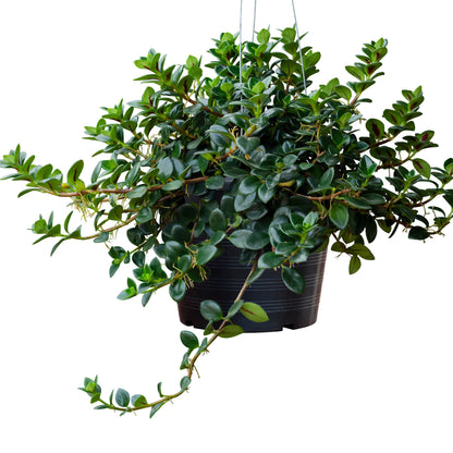 Nematanthus nervosus – Nematanthus (Goldfish Plant)