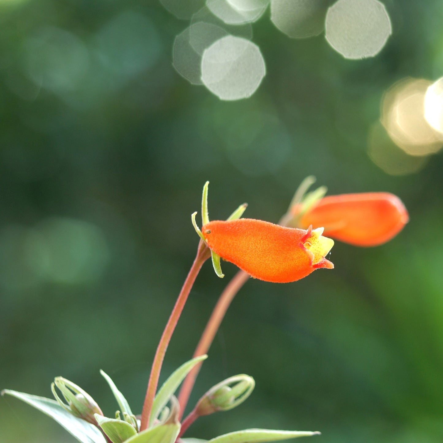 Nematanthus nervosus – Nematanthus (Goldfish Plant)