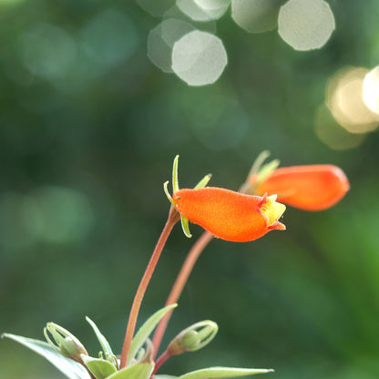 Nematanthus nervosus – Nematanthus (Goldfish Plant)