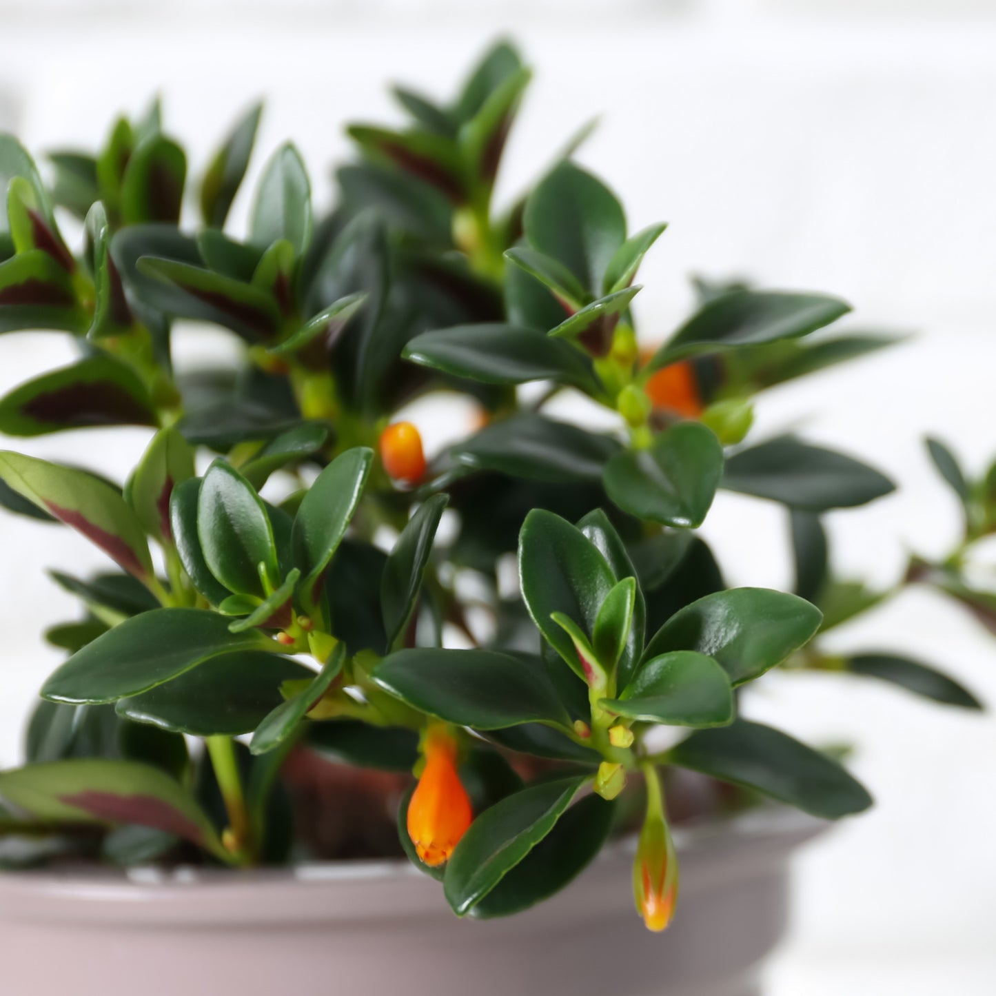 Nematanthus nervosus – Nematanthus (Goldfish Plant)