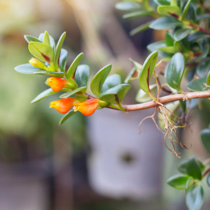 Nematanthus nervosus – Nematanthus (Goldfish Plant)