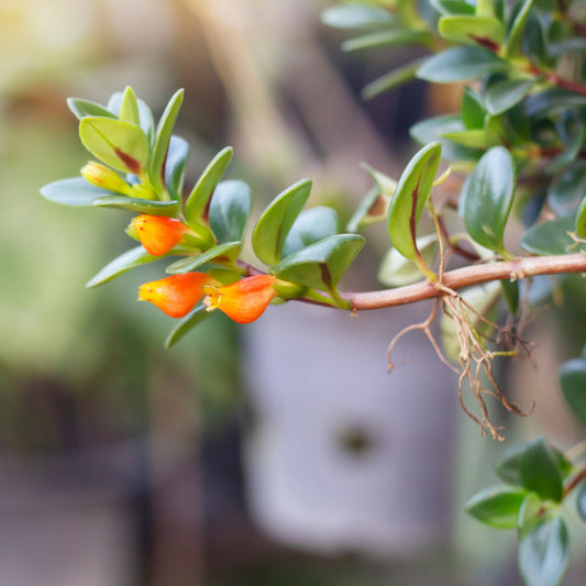 Nematanthus nervosus – Nematanthus (Goldfish Plant)