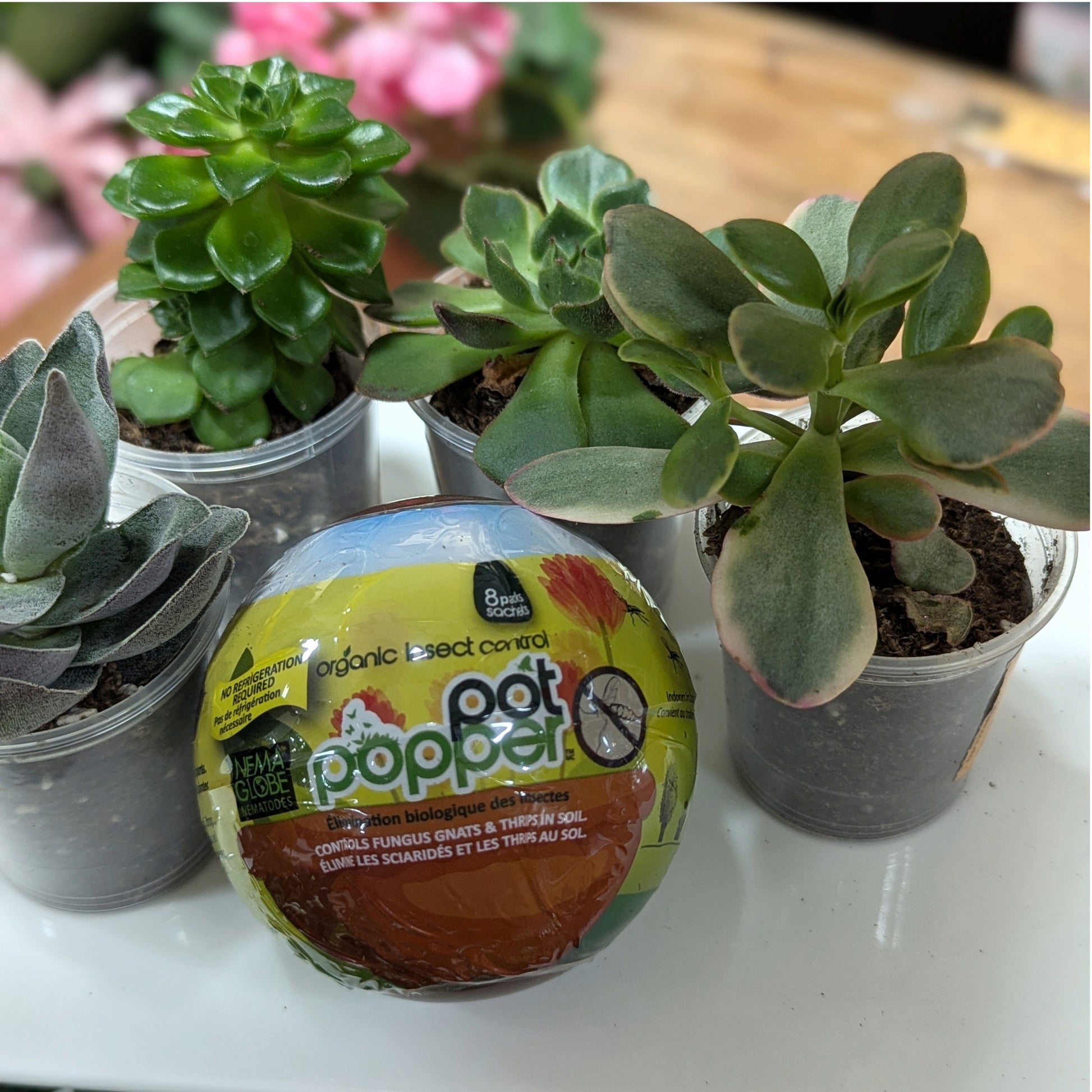 nematodes in potted plants Nematode Pot Poppers| Natural Soil Pest Control – Jardineries Botanix