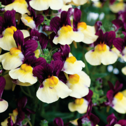 Nemesia ‘Escential® Raspberry Lemonade’ – Raspberry Lemonade Nemesia