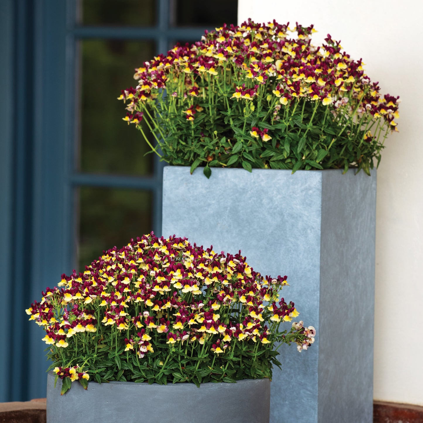 Nemesia ‘Escential® Raspberry Lemonade’ – Raspberry Lemonade Nemesia
