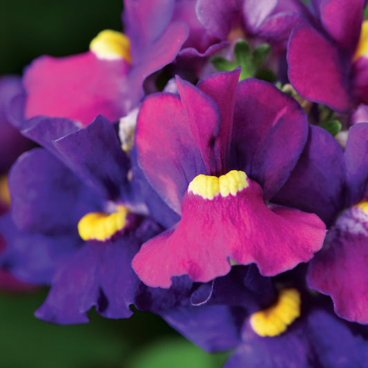 ESCENTIAL® Bumbleberry Nemesia