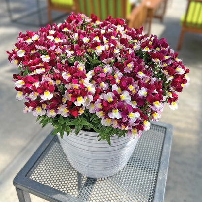 ESCENTIAL® Cherryberry Nemesia