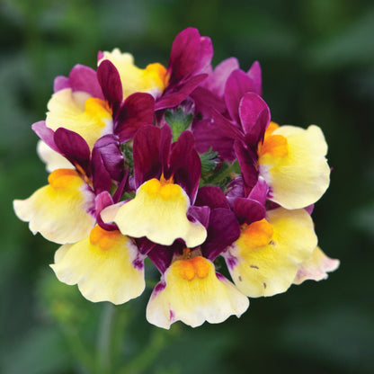 Nemesia ‘Escential® Raspberry Lemonade’ – Raspberry Lemonade Nemesia