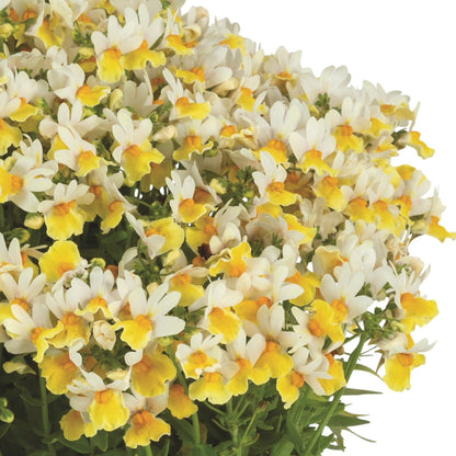 Nemesia ‘Escential Sunberry’ – Sunberry Nemesia