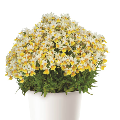Nemesia ‘Escential Sunberry’ – Sunberry Nemesia