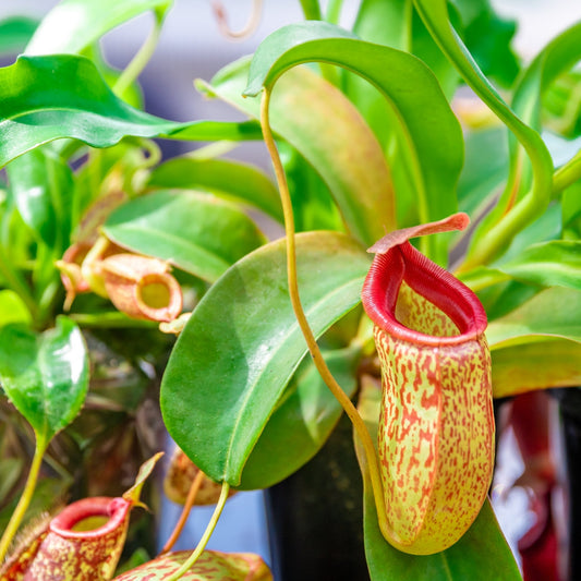 Nepenthes asiatique