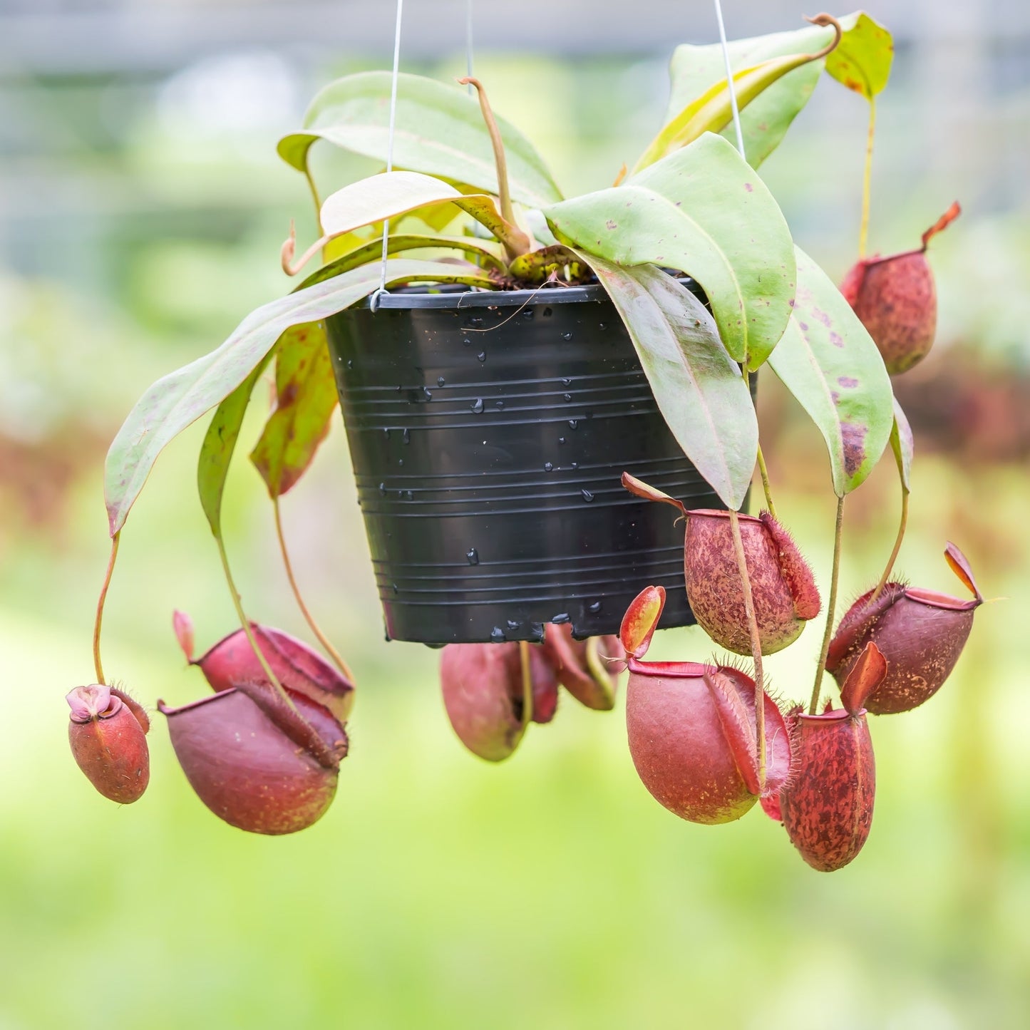 Nepenthes asiatique