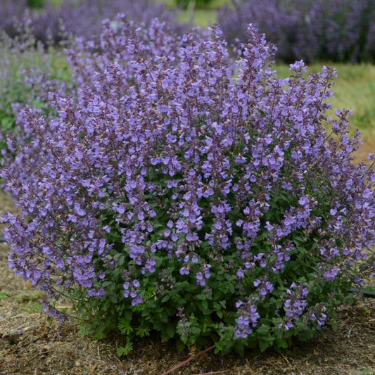 Kitten Around' Catmint