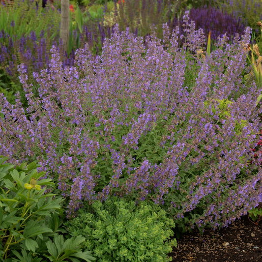 Walker's Low' Catmint