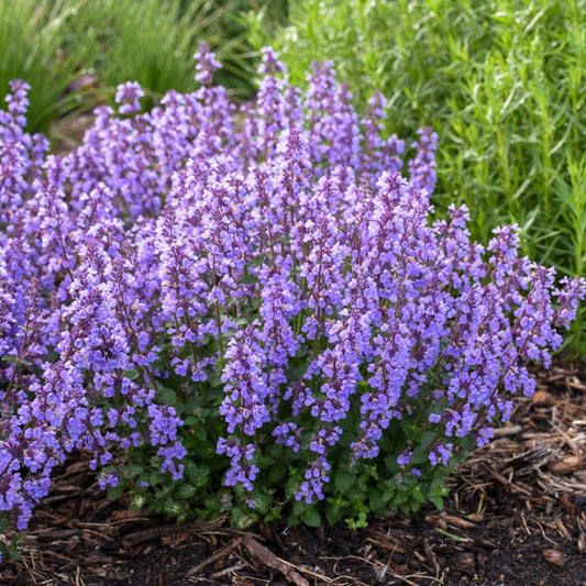 Cat's Pajamas' Catmint