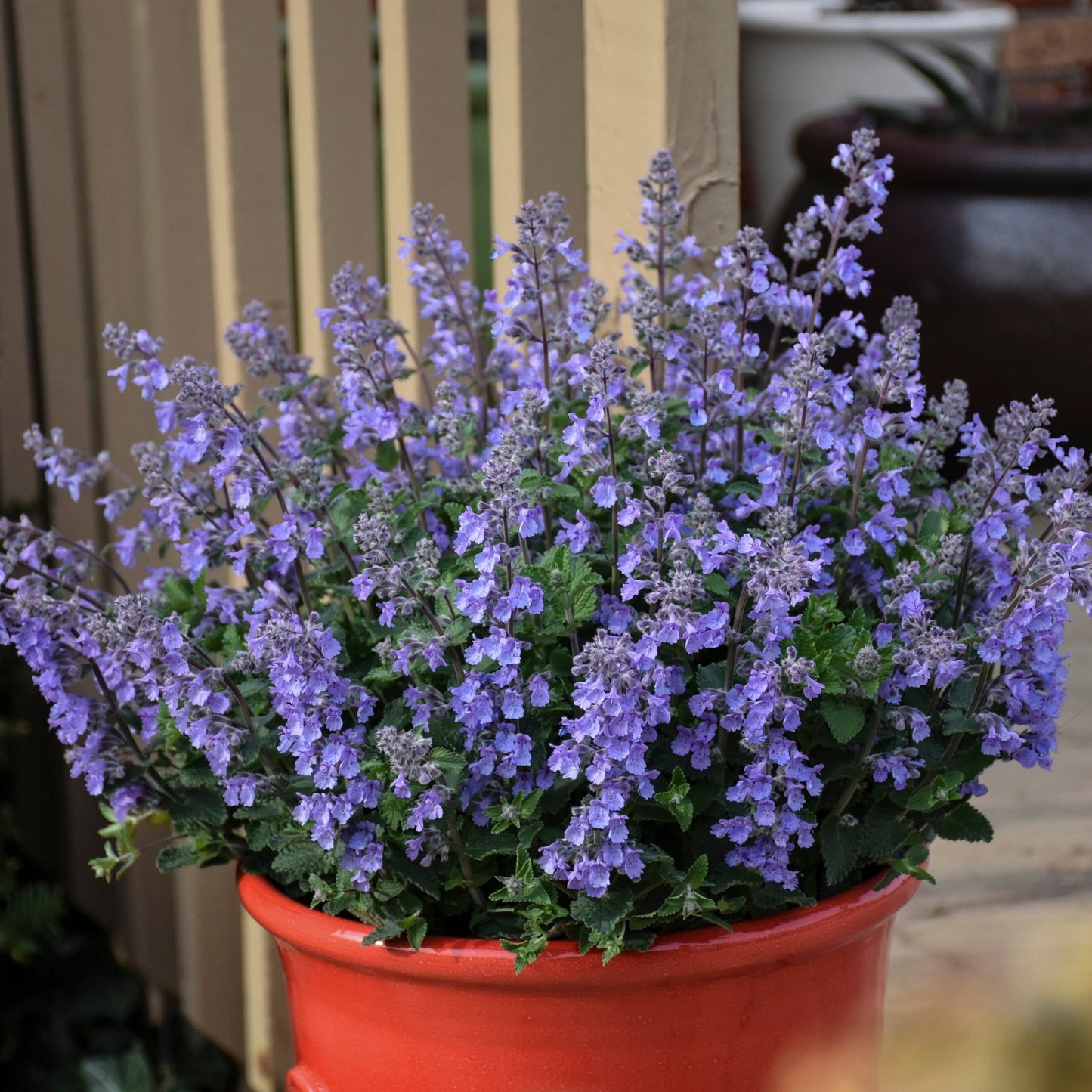 Picture Purrfect' Catmint