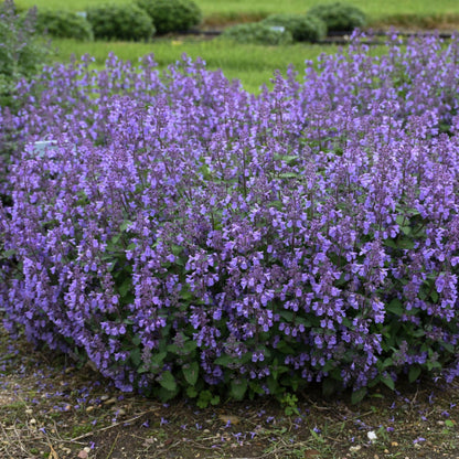 Picture Purrfect' Catmint