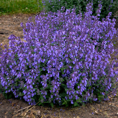 Picture Purrfect' Catmint