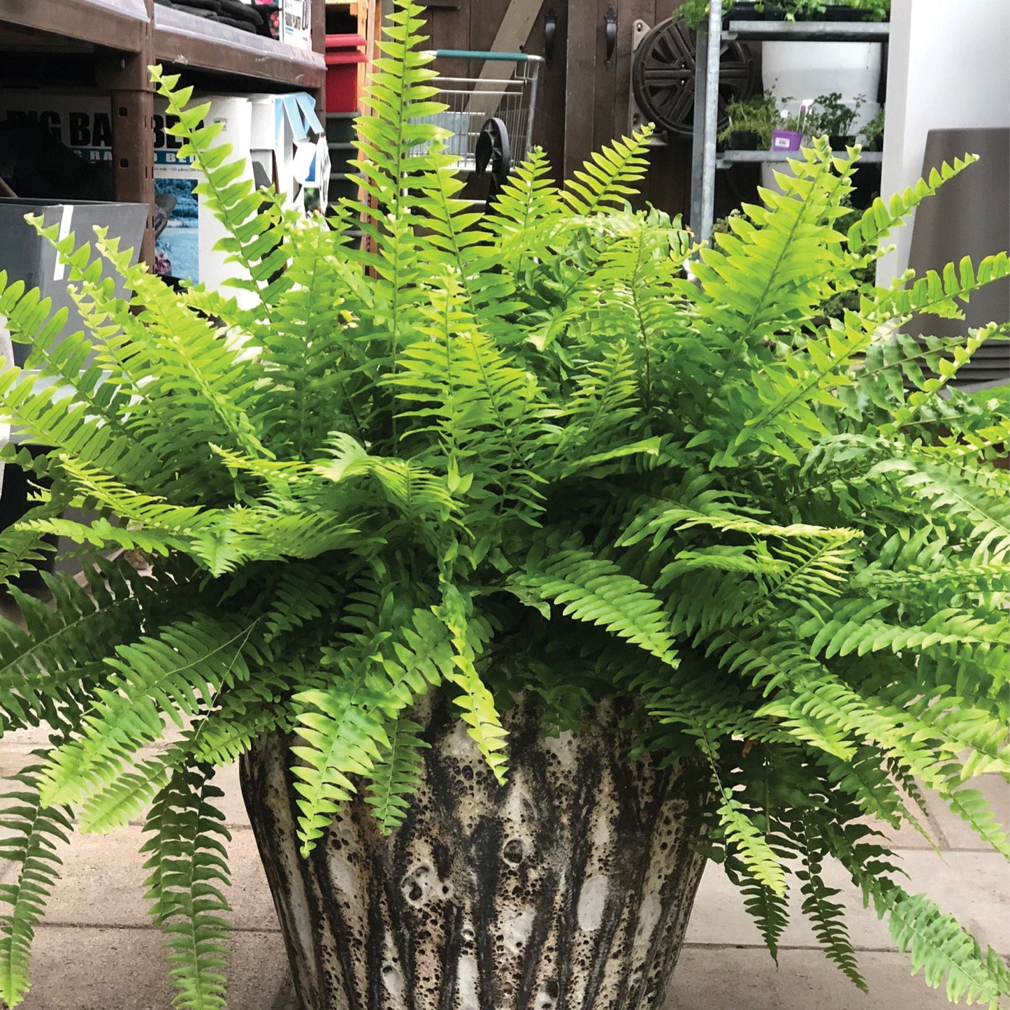 Boston Fern