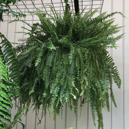 Boston Fern