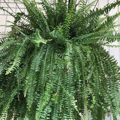 Boston Fern