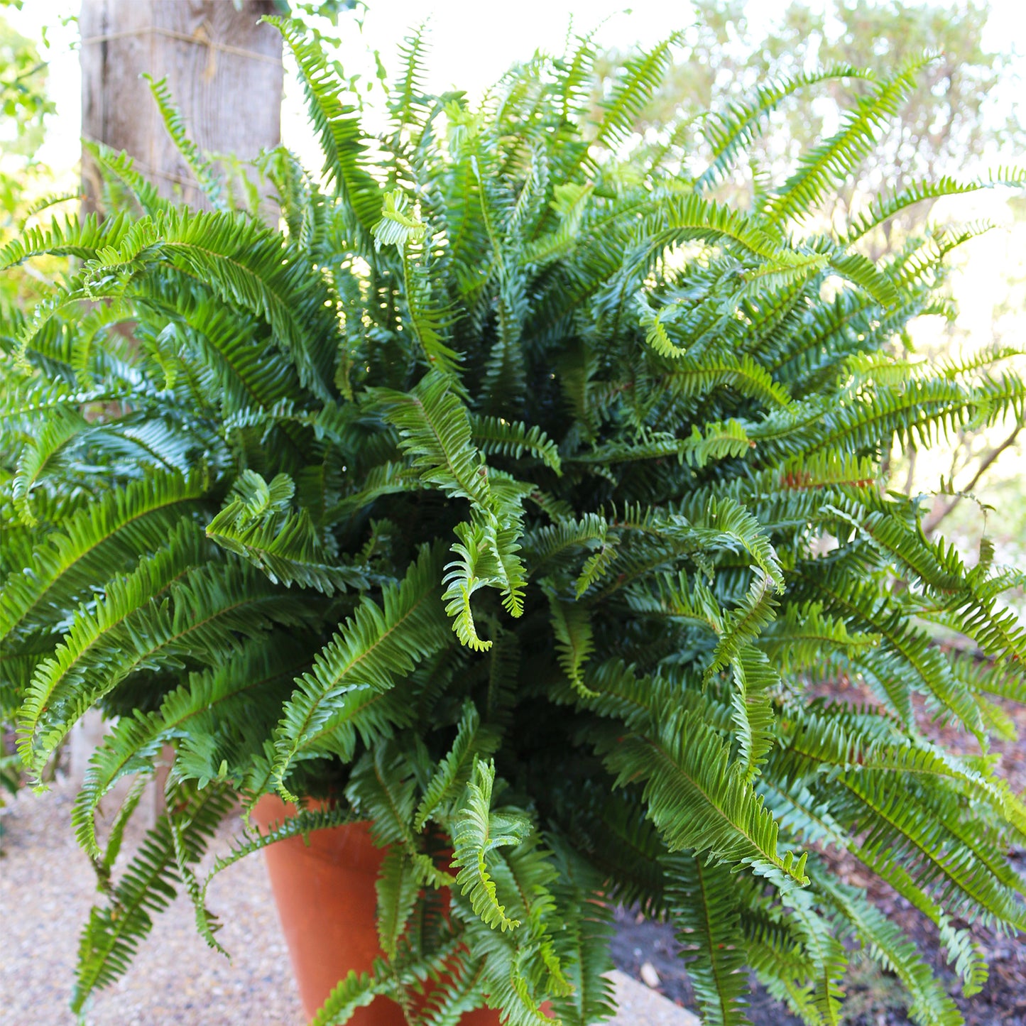 Kimberly Queen Fern