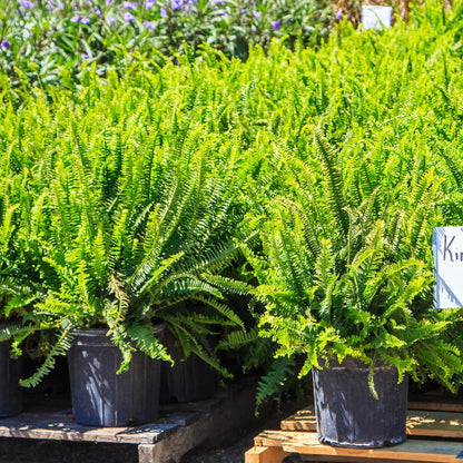 Kimberly Queen Fern