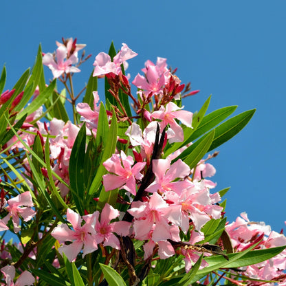 Oleander