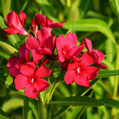 Oleander