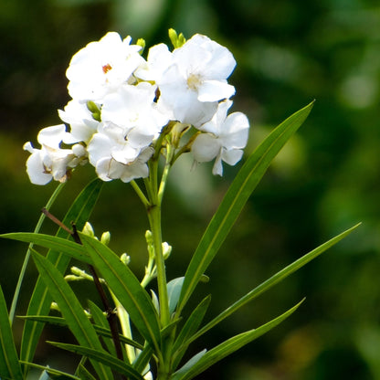 Oleander