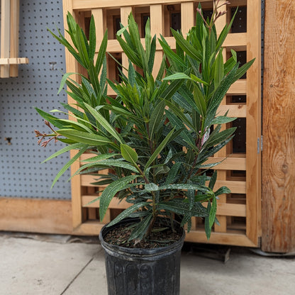 oleander house plant Stunning Blooms & Standard Form | Nerium oleander