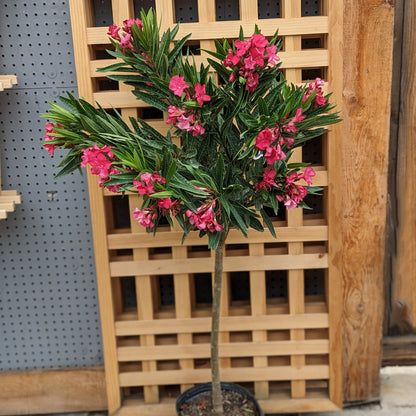 Oleander