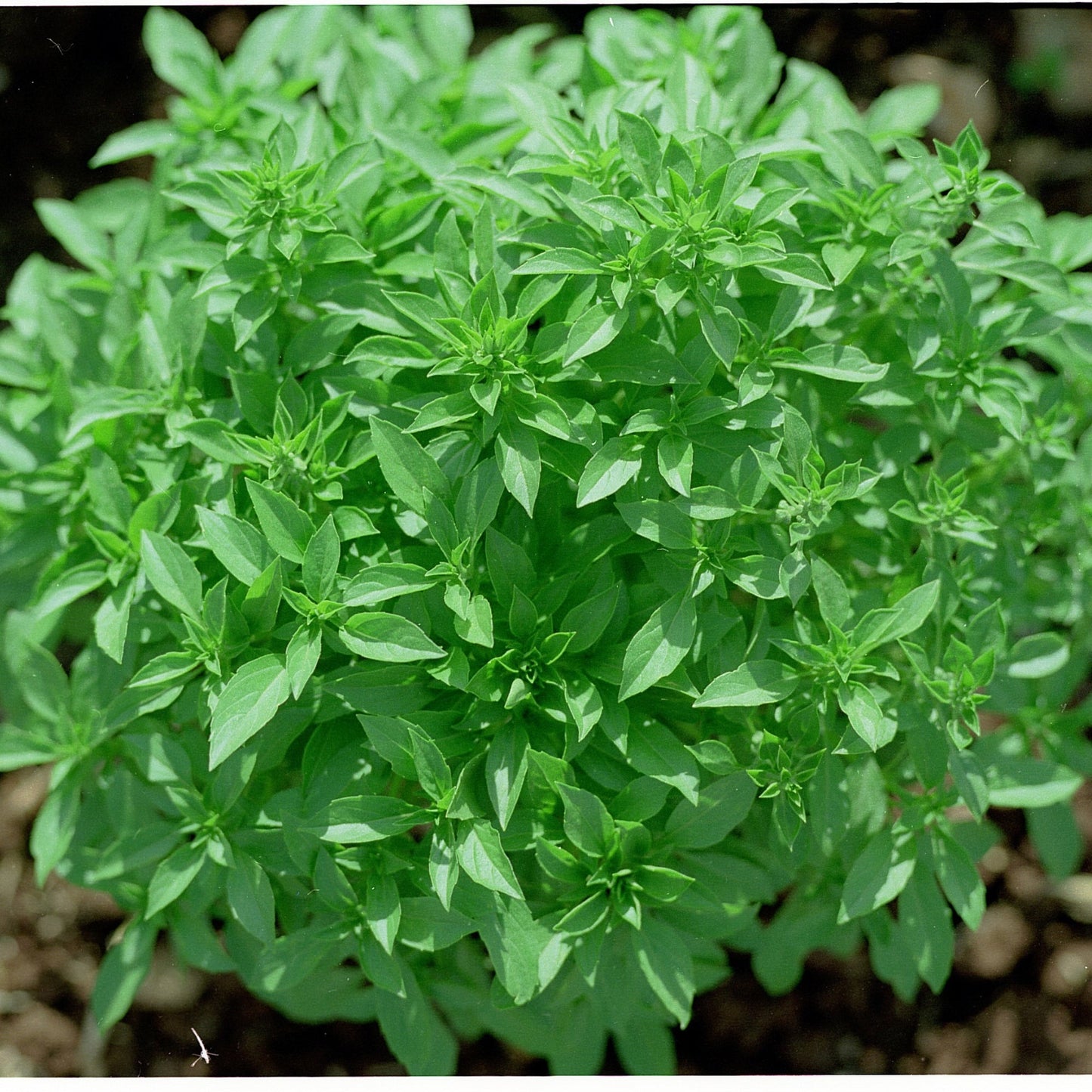 Bush Basil