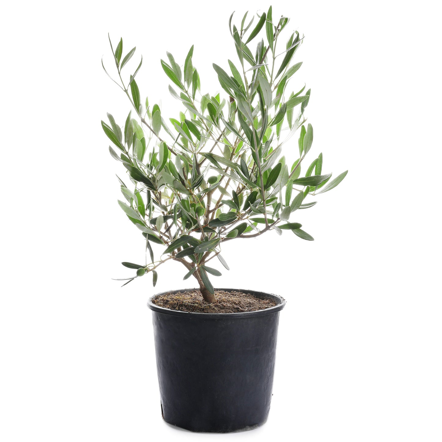 Olive tree