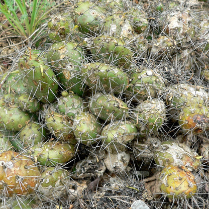 Brittle Prickly Pear