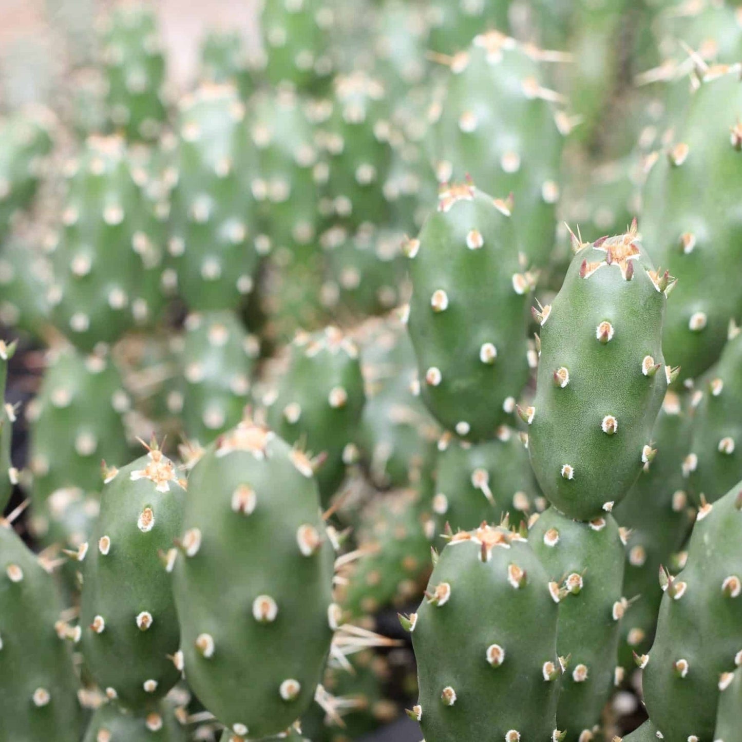 Brittle Prickly Pear