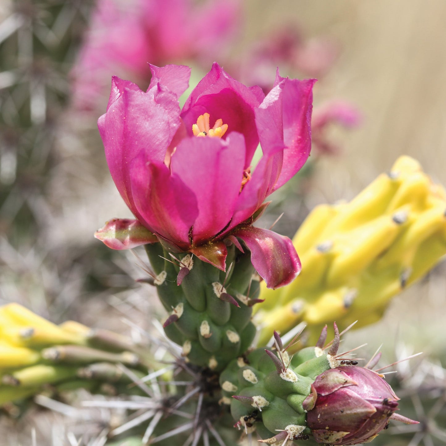 Tree Cholla