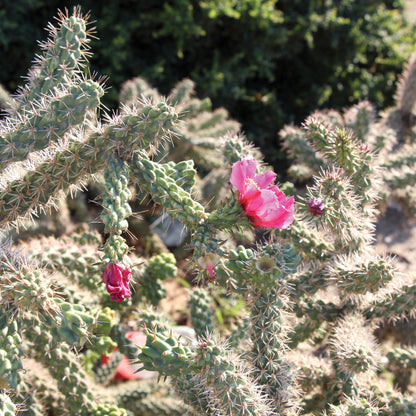 Cholla cactus