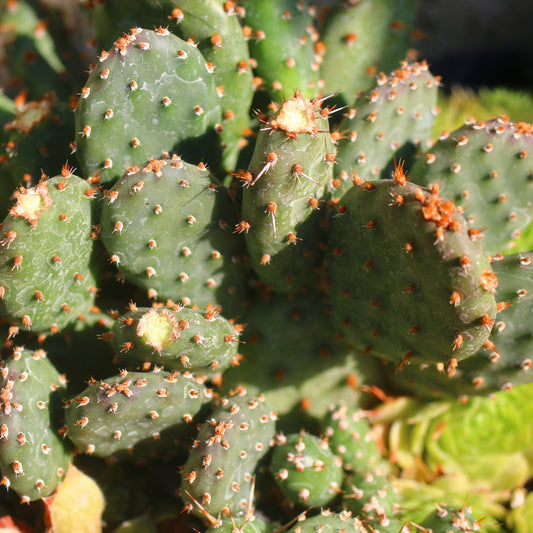 Brittle Prickly Pear