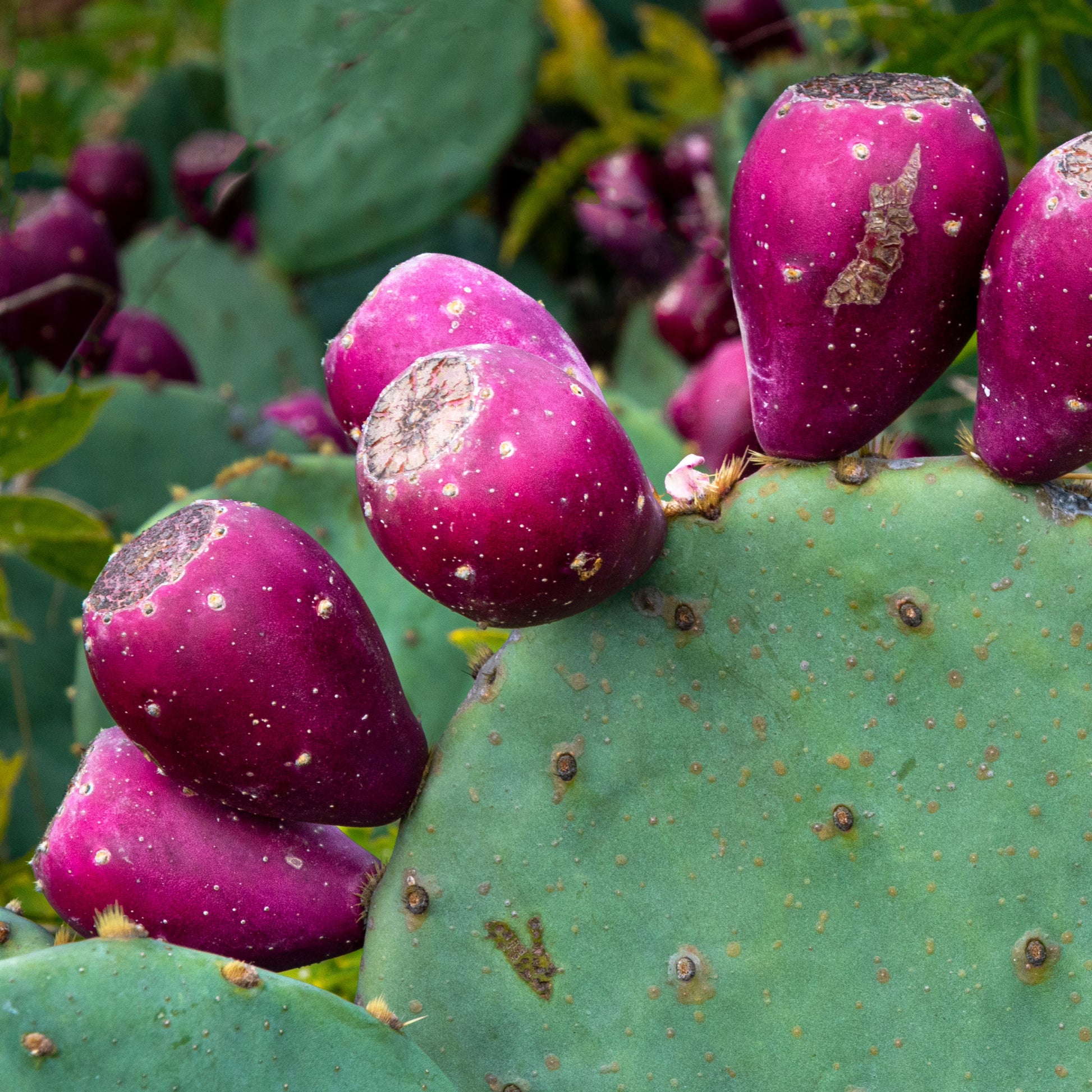 eastern prickly pear cactus ontario Eastern Prickly Pear – Jardineries Botanix