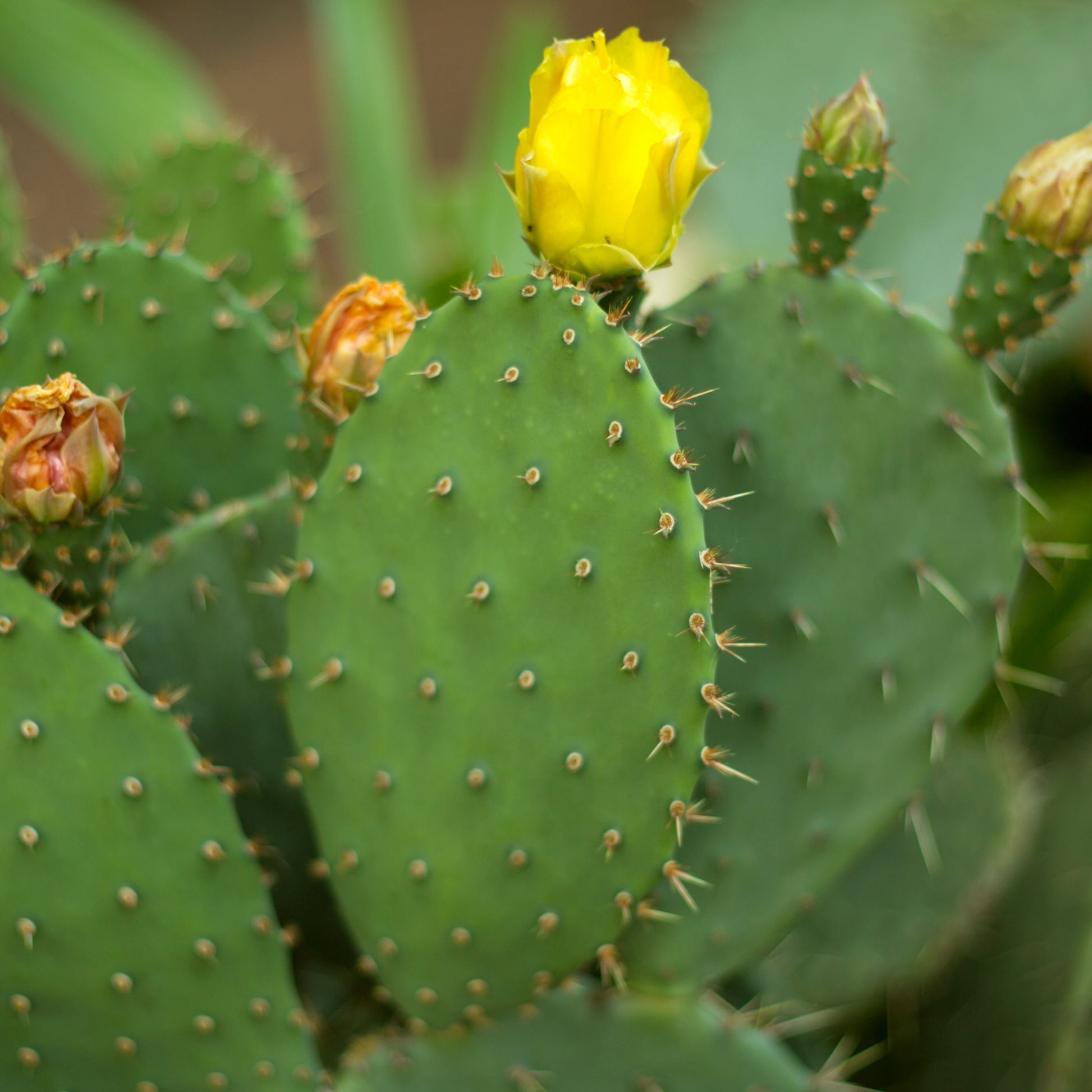 prickly pear cactus characteristics Eastern Prickly Pear – Jardineries Botanix