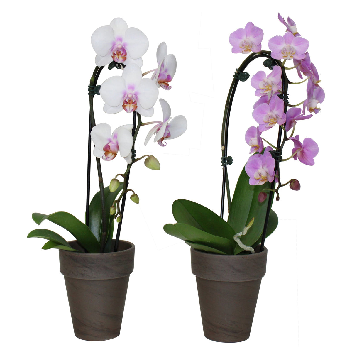 Lot D'embrases (crochets) Rideaux – Motifs Papillons Verts, Soleils, Orchidée, Occasion, France