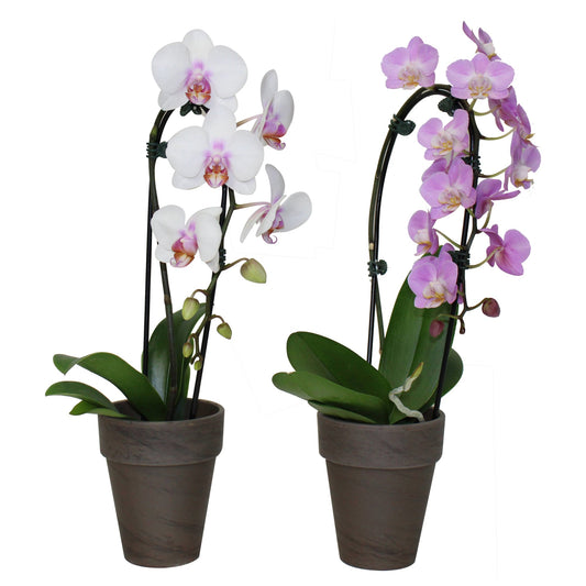 Cascade' Moth Orchid 
