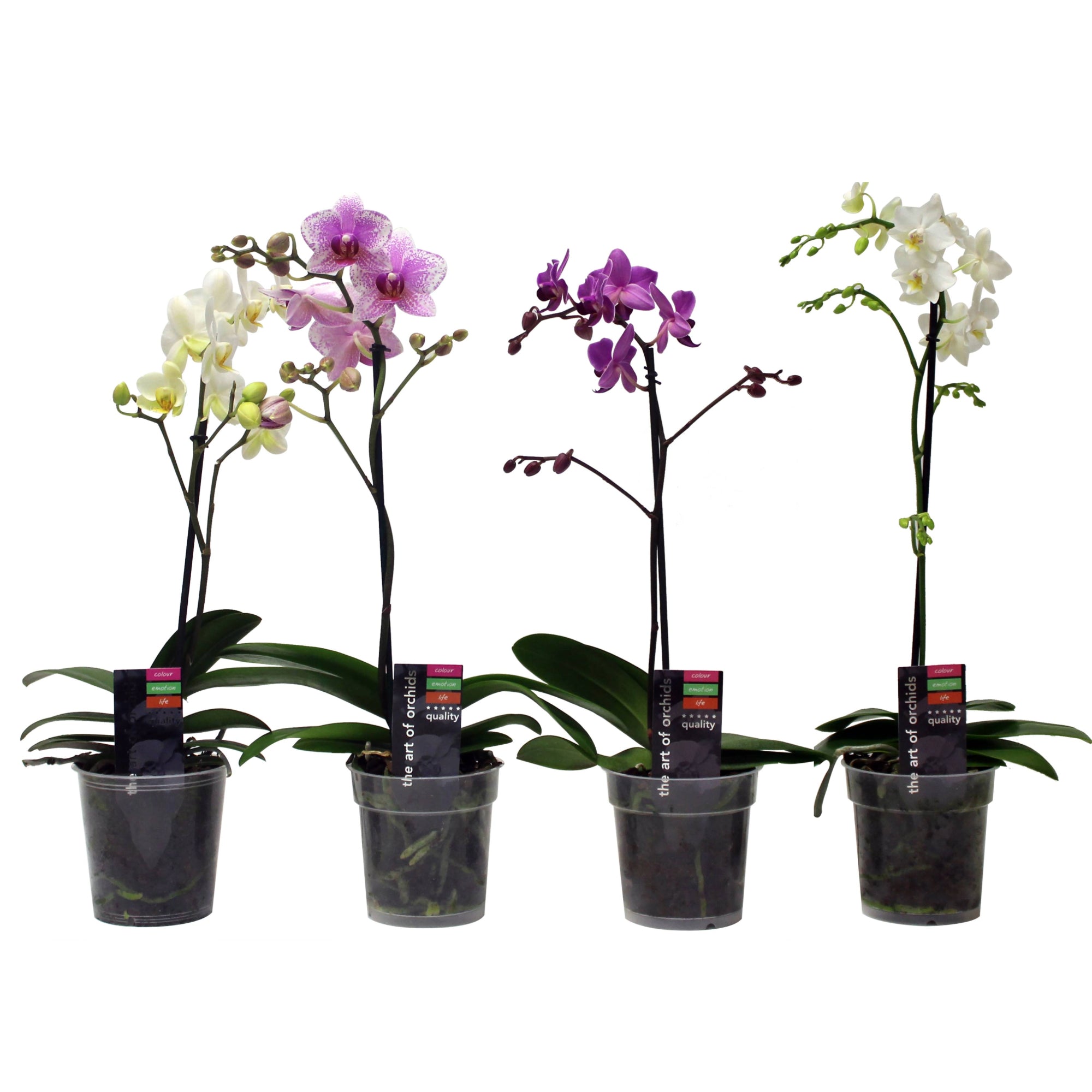 Moth Orchid Multiflora – Jardineries Botanix