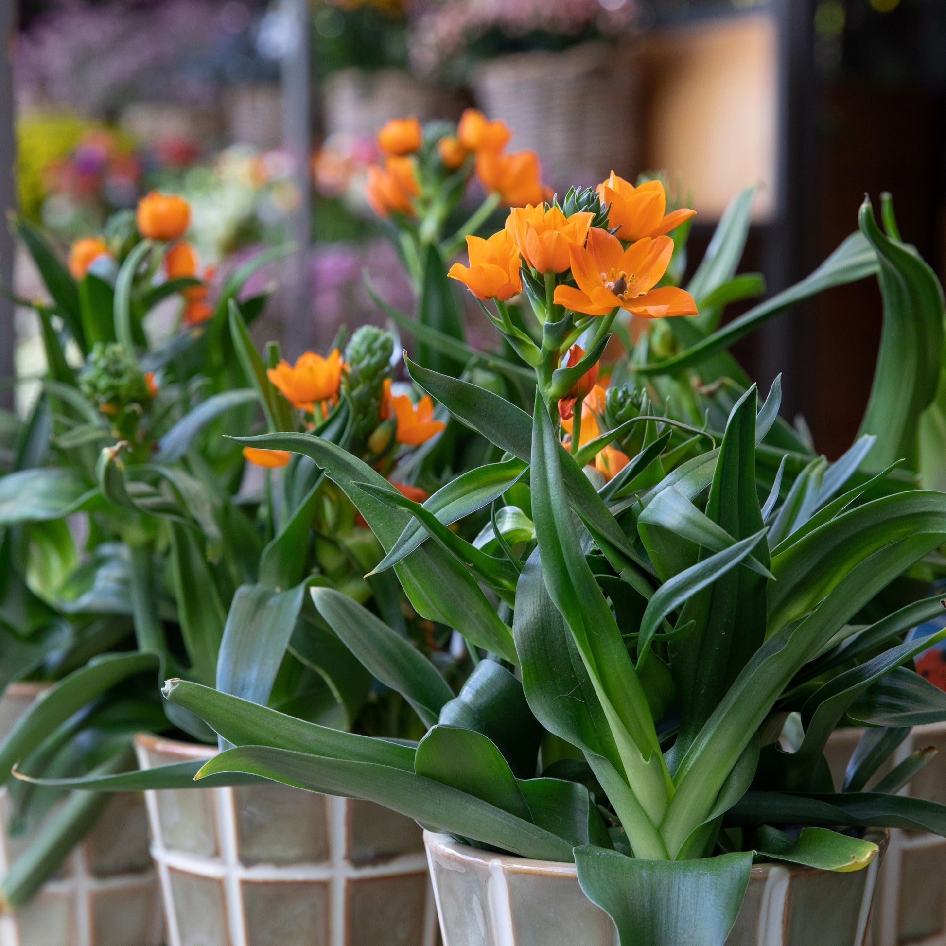 orange pot plants Orange Star Ornithogalum | Vibrant & Modern Bloom