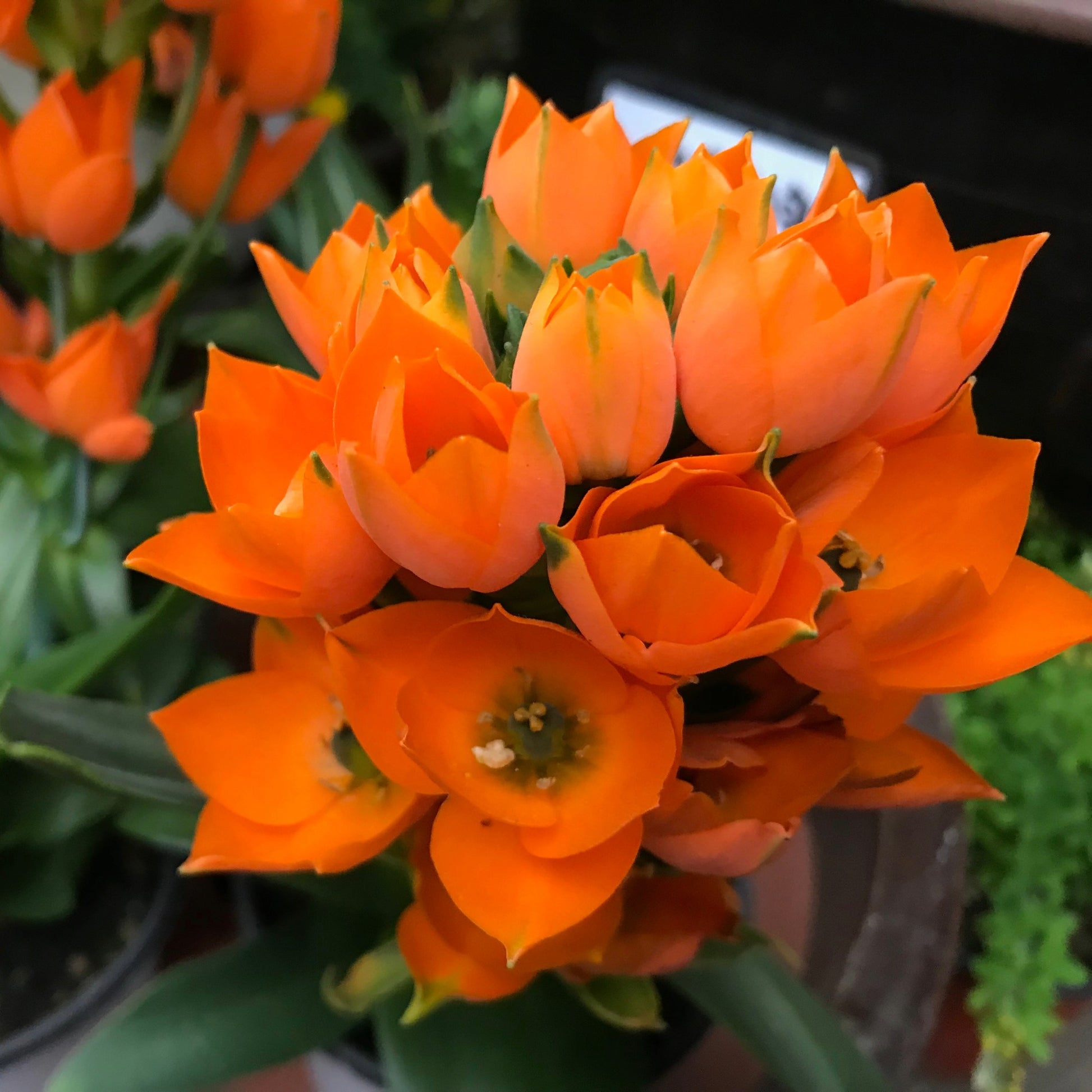 orange star plant indoor or outdoor Orange Star Ornithogalum | Vibrant & Modern Bloom
