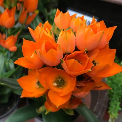 Ornithogalum dubium – Ornithogale