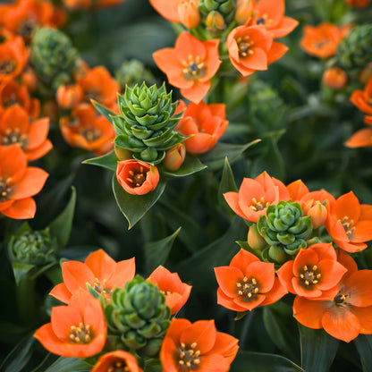 orange star plant indoor or outdoor Orange Star Ornithogalum | Vibrant & Modern Bloom