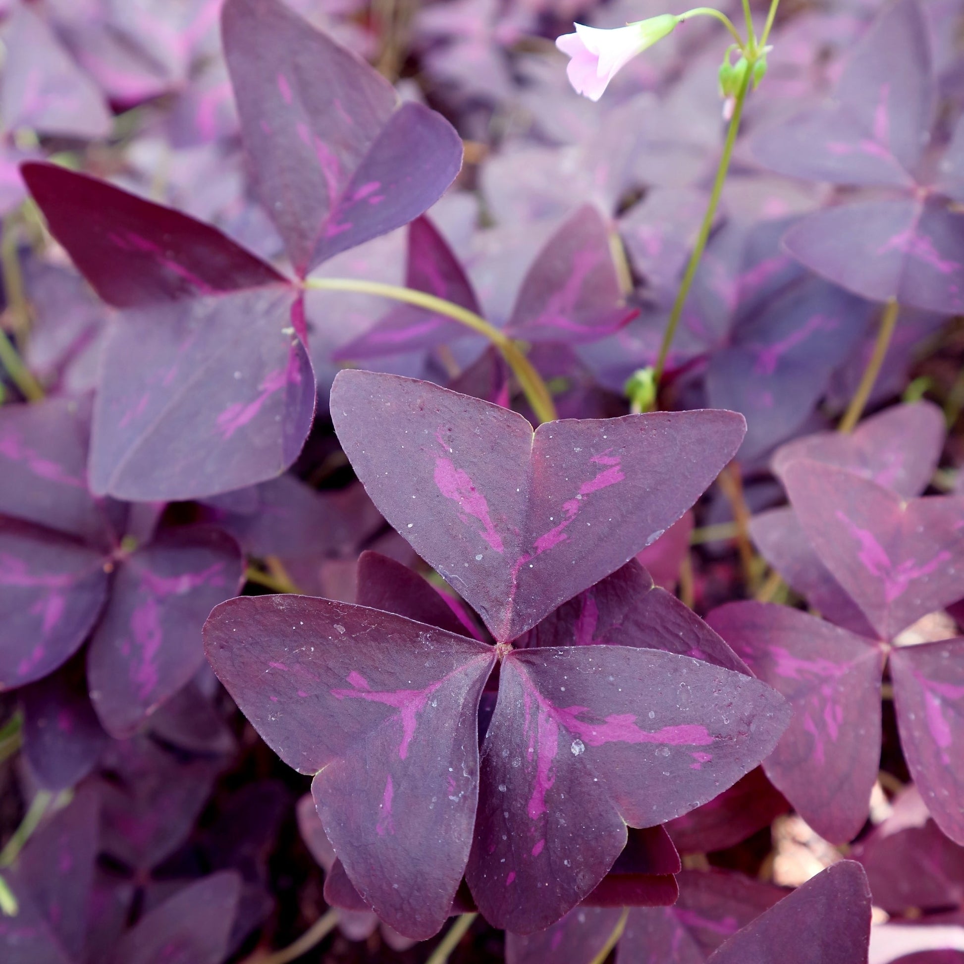 charmed wine plant indoor CHARMED® Wine Shamrock – Jardineries Botanix